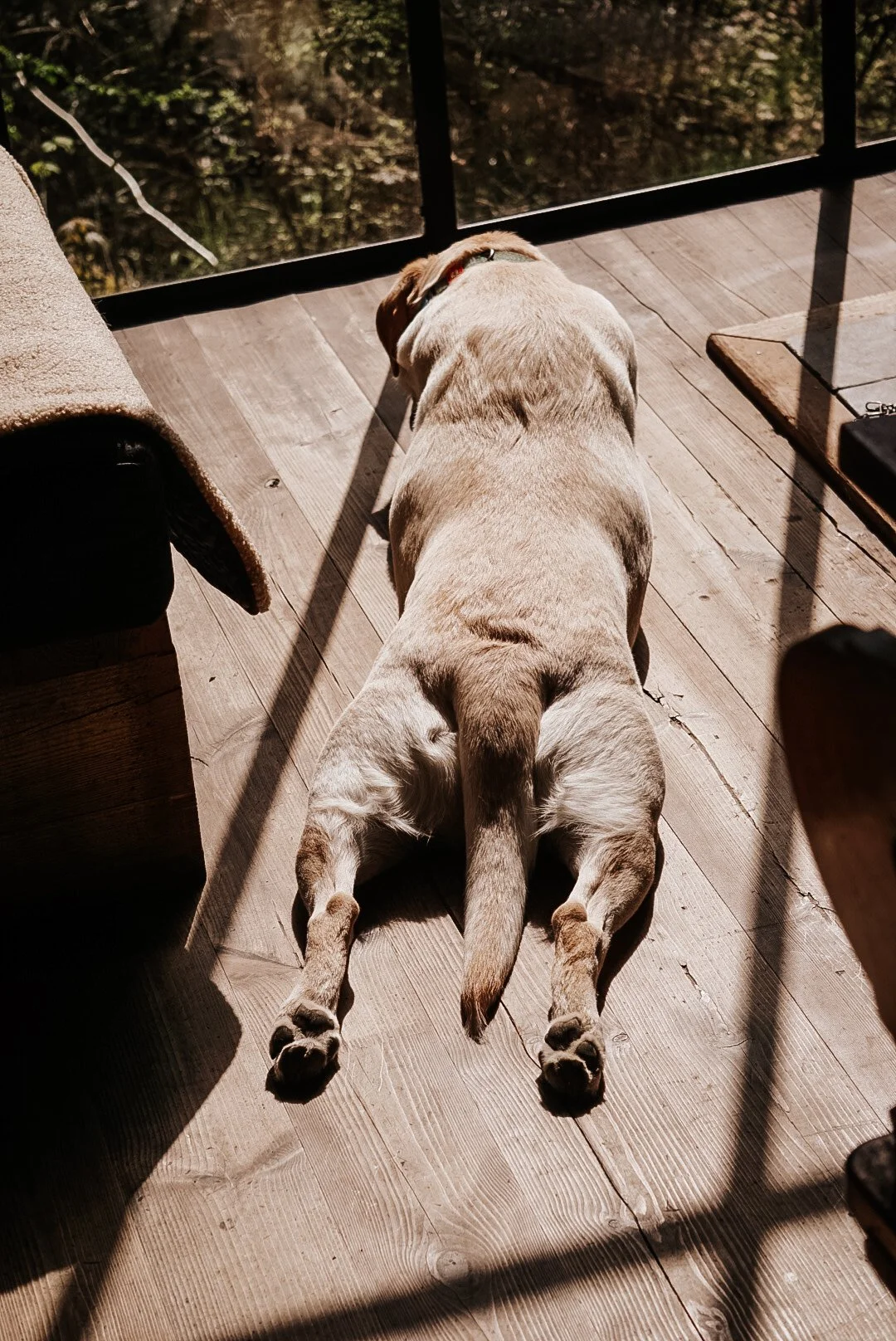 nutchel-honden-welkom-sploot.JPG