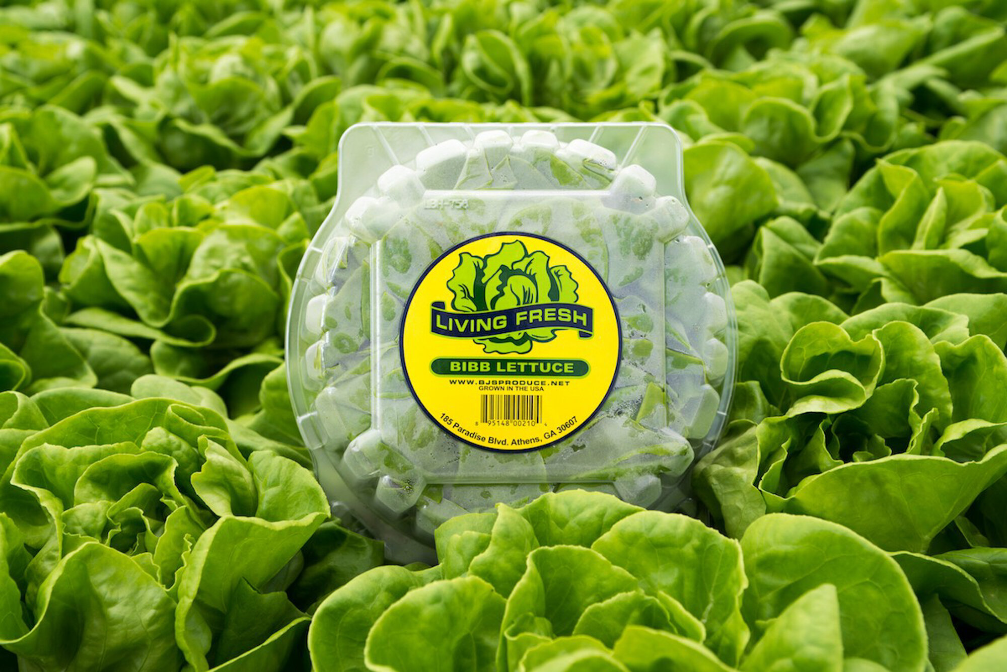 product photography lettuce