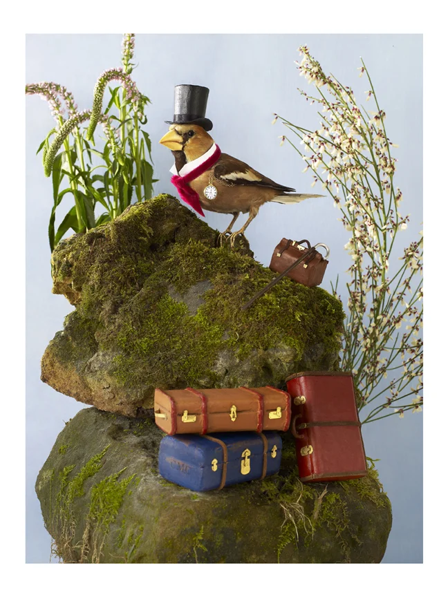 Bird - Suitcase.jpg