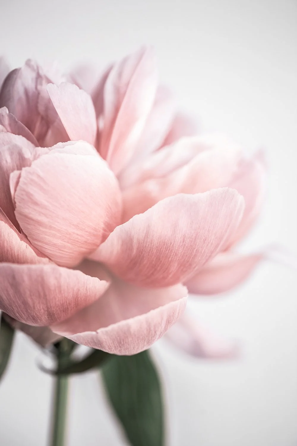 Peony 3 D88B9603 Kopie.jpg