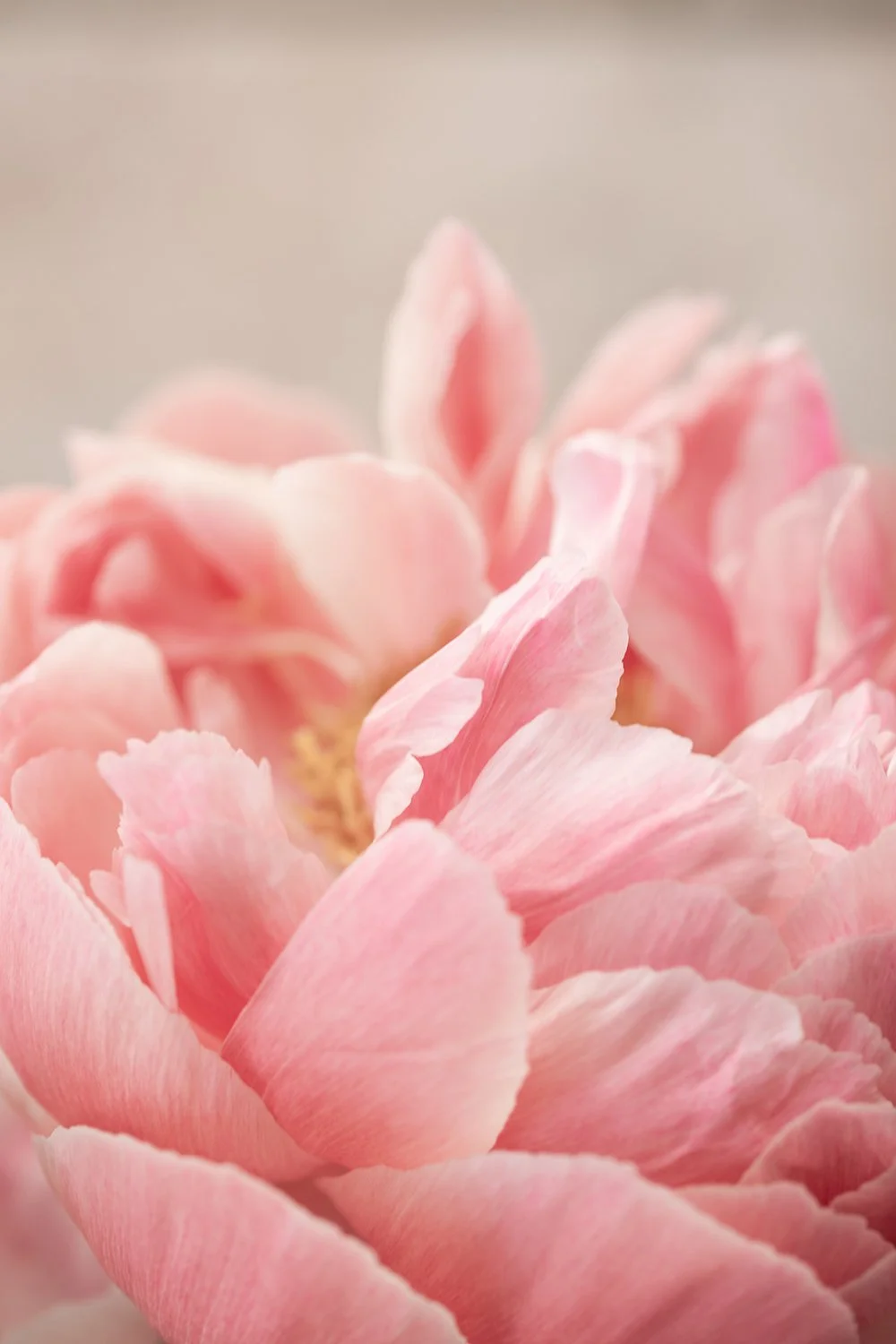 Peony 4 D88B9563 Kopie.jpg