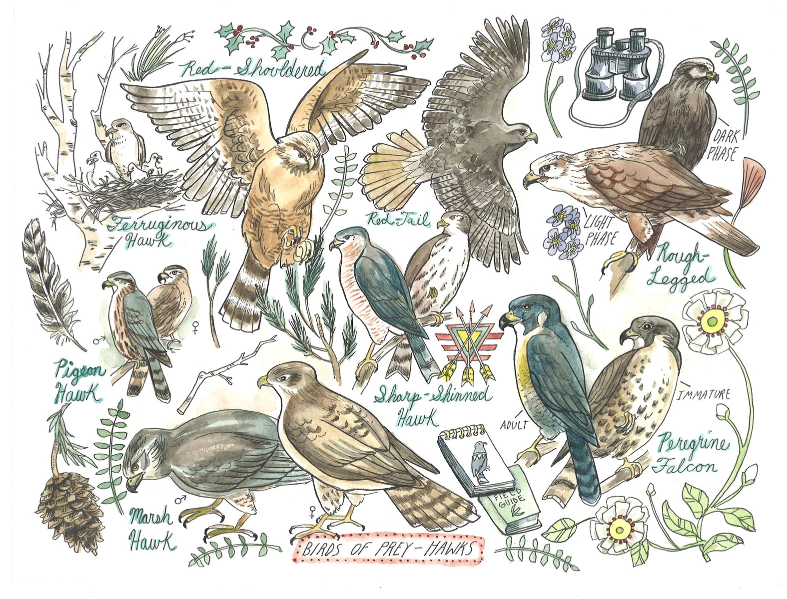 hawks-web.jpg