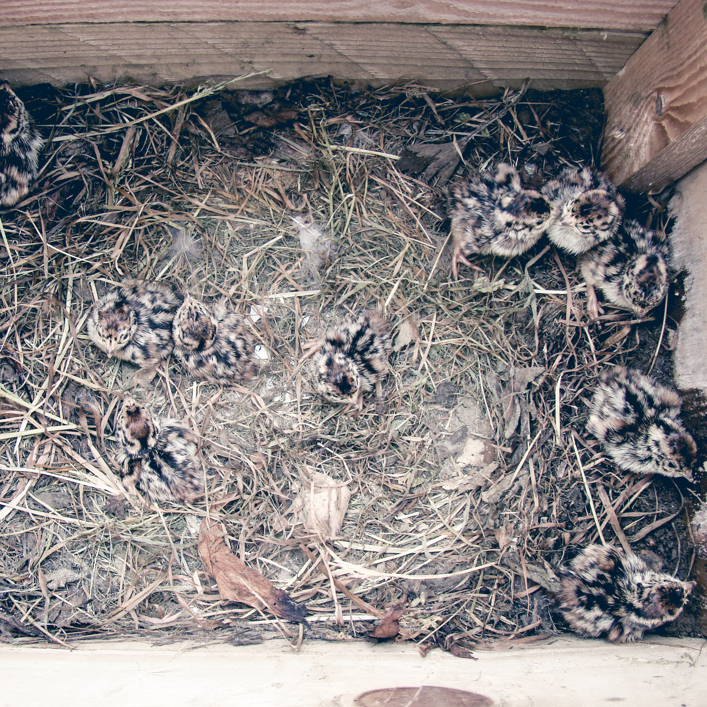 Hatched chicks 2014.jpg