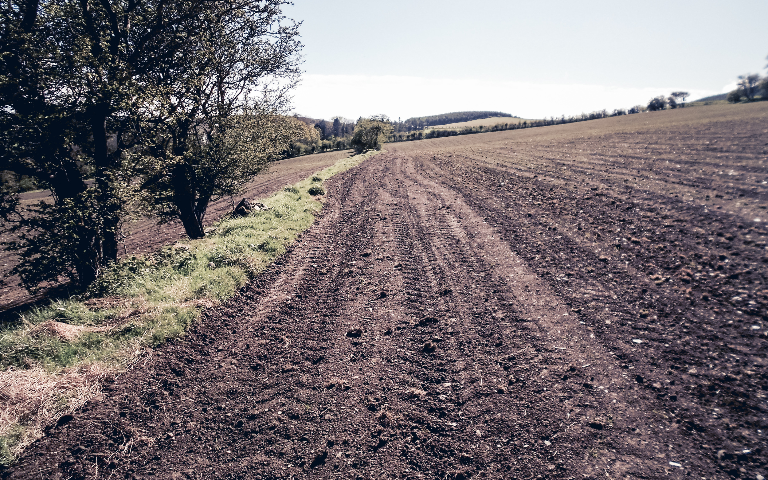 Sowing Game crop strips.jpg