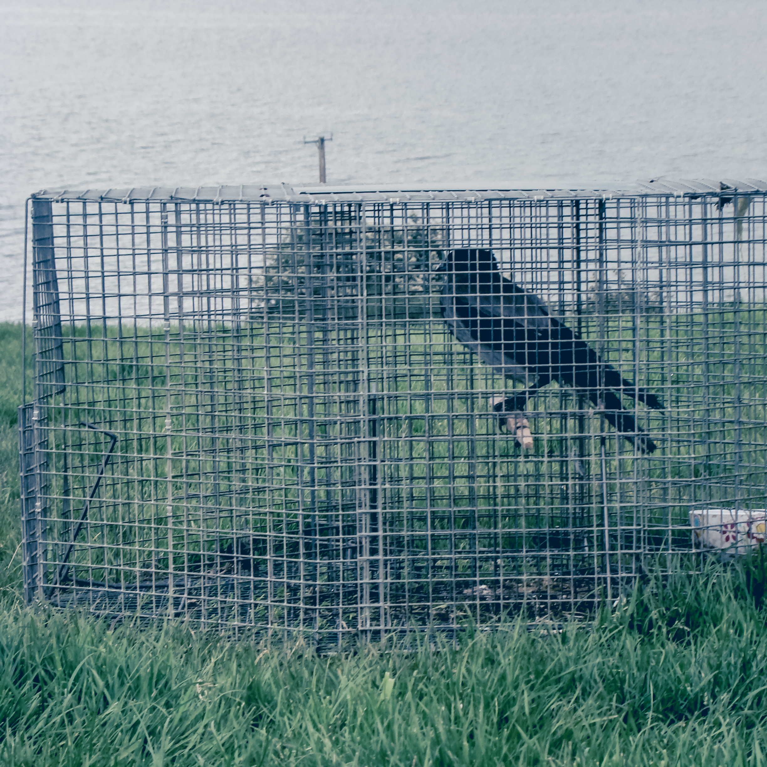 Set Larson trap with hooded crow.jpg