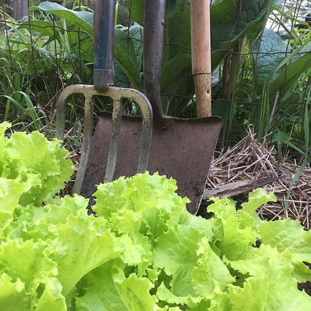 VOLUNTEER AT THE FARM. Wednesday evening August 23. 5:30 - 7:30 pm. Come help out for all or part. Bring your work gloves.
Watch for semi-regular volunteer hours on weekdays and Saturdays.