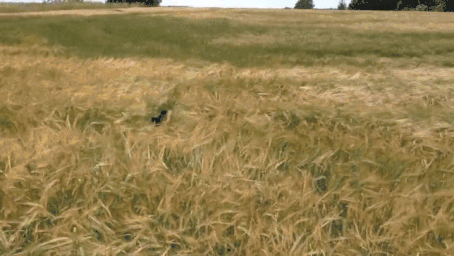 giphy-downsized-large.gif
