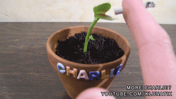 giphy (2).gif