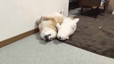 dog sleeping GIF-downsized_large.gif