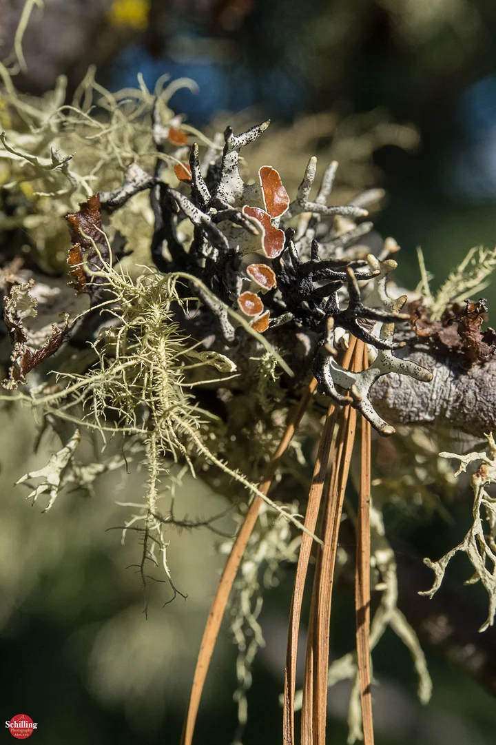 Sugar Pine Lichen Detail