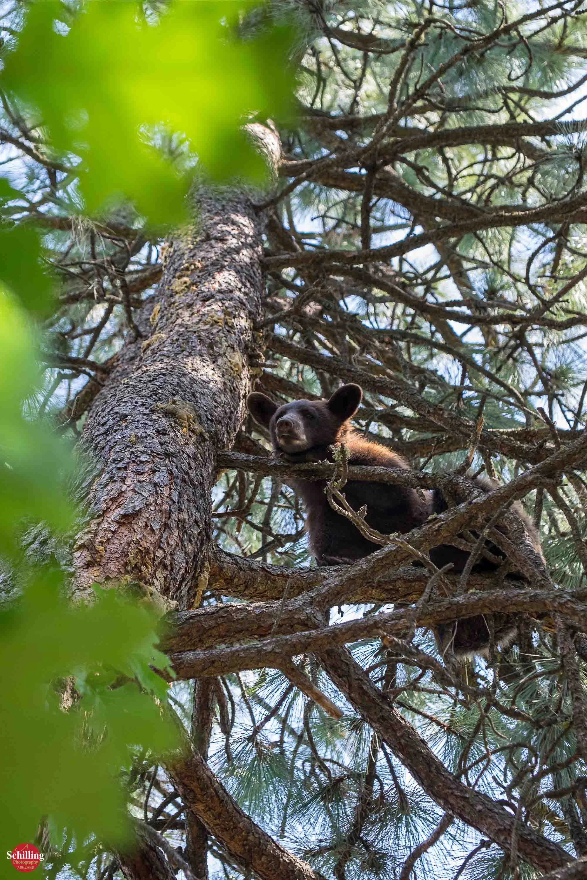 Arboreal Ursa 3