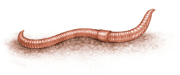Wiggler-1.png