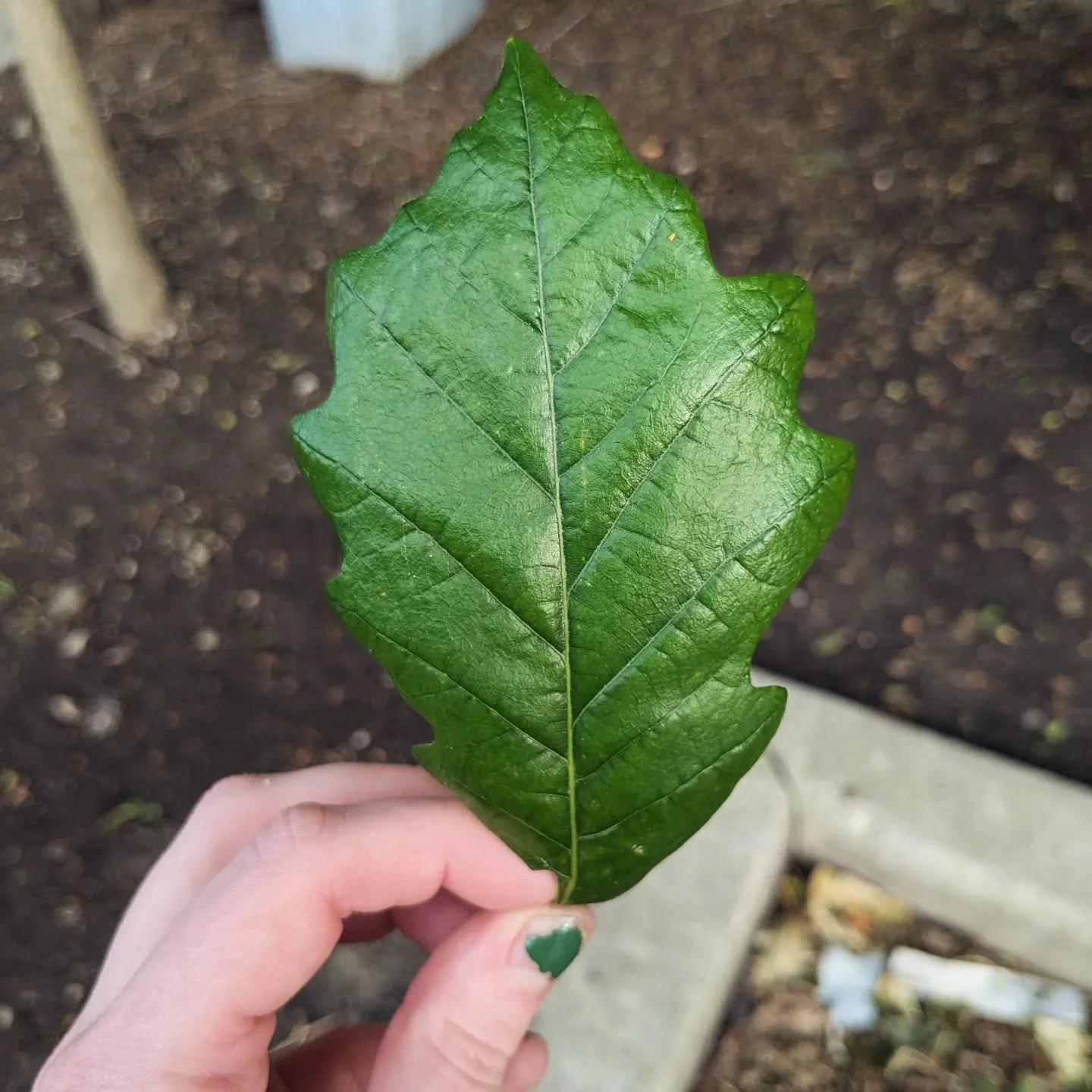 'inspiration' 

#oak #oakleaf #oaktree #handmade #inspiration #ideation #ceramics #wip