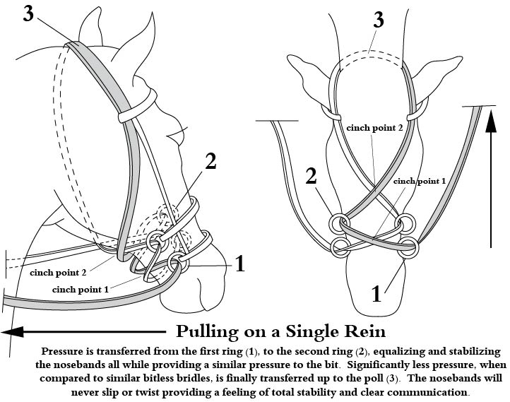 Cinch points w single rein pull and full explanation.jpg
