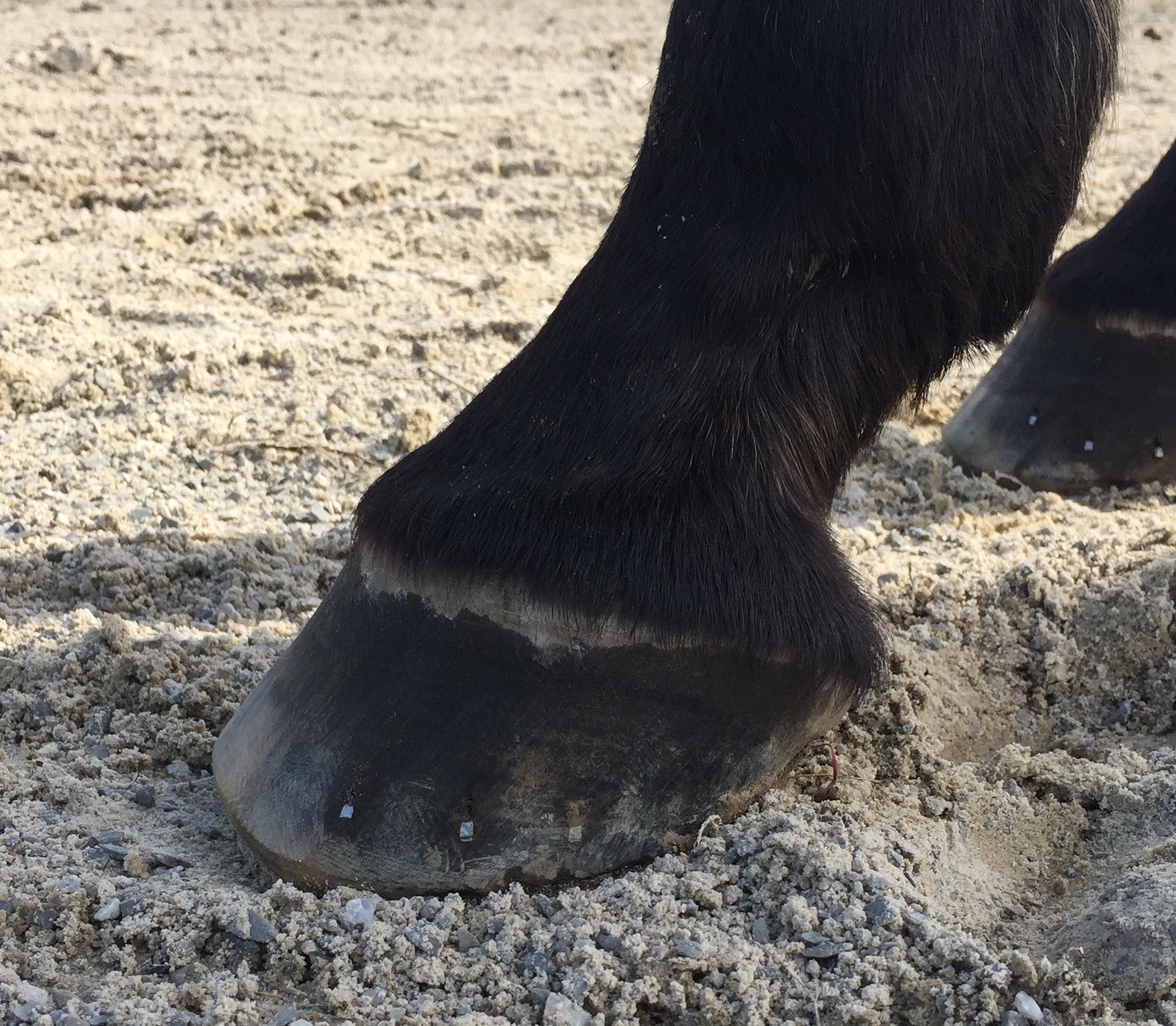 Shoes. Toe very backed up and weight on the widest part of the foot. 