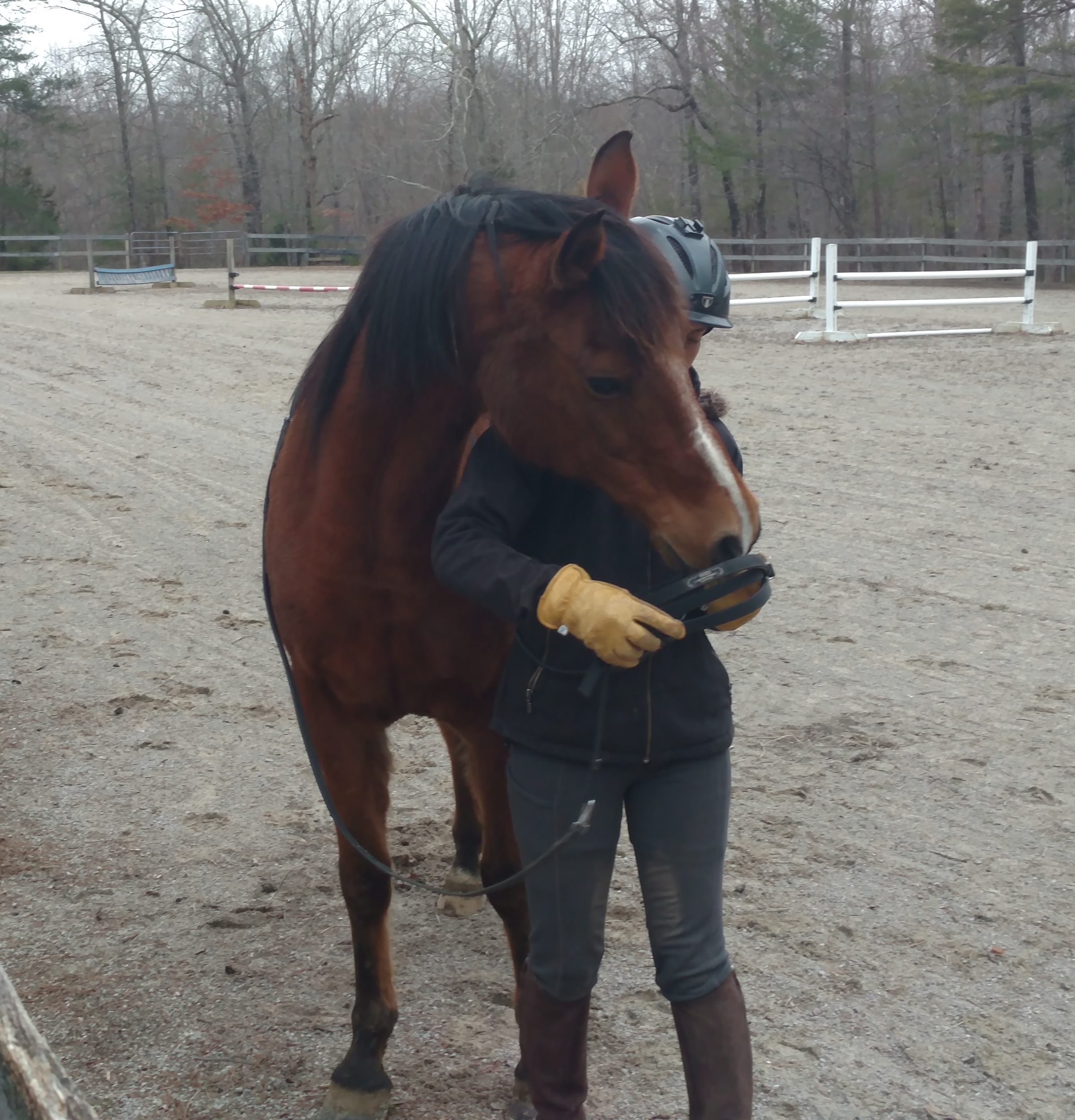 All in the Ultimate Bitless Bridle