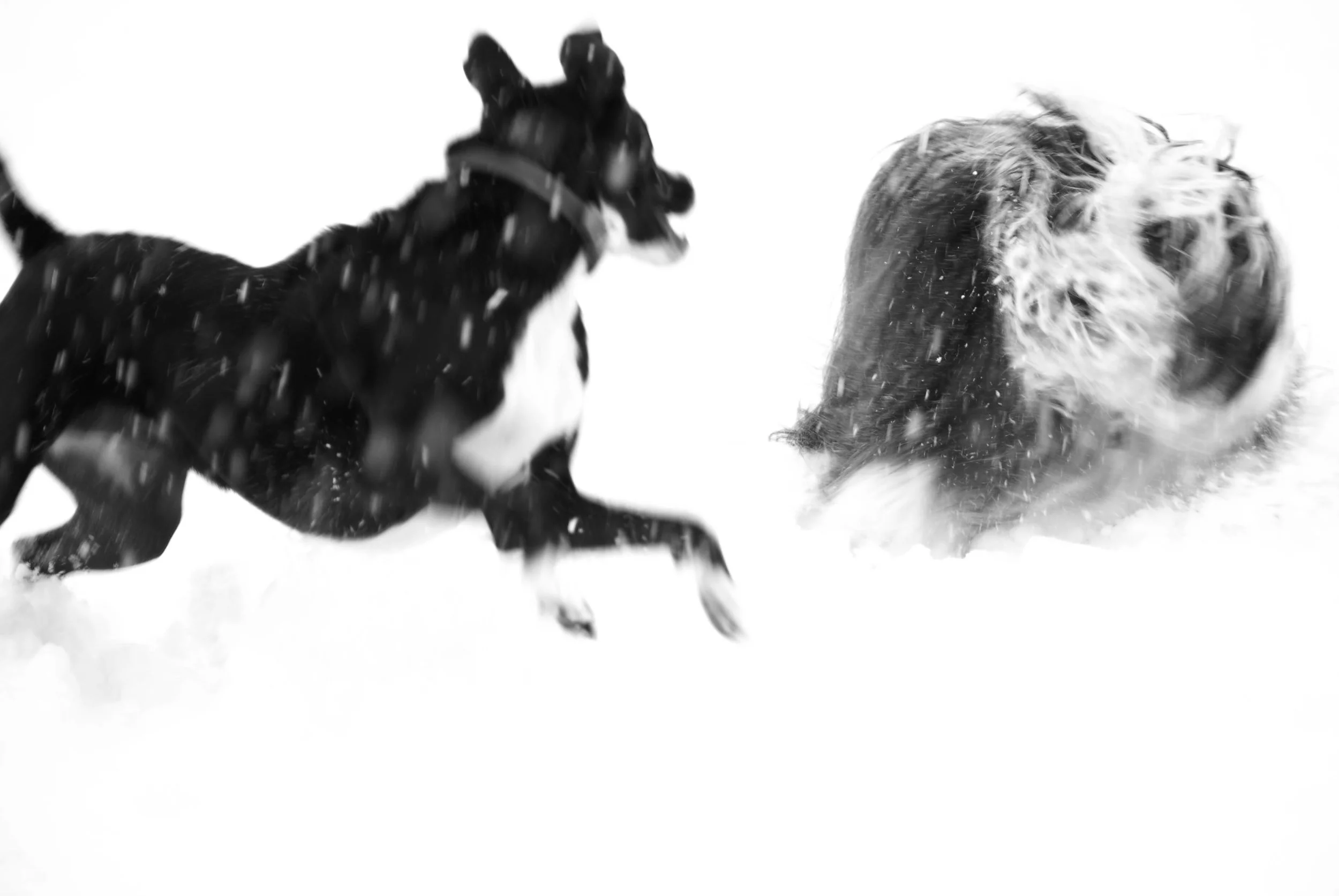 Dog Romp 2 FINAL_WSaleski_2015.jpg
