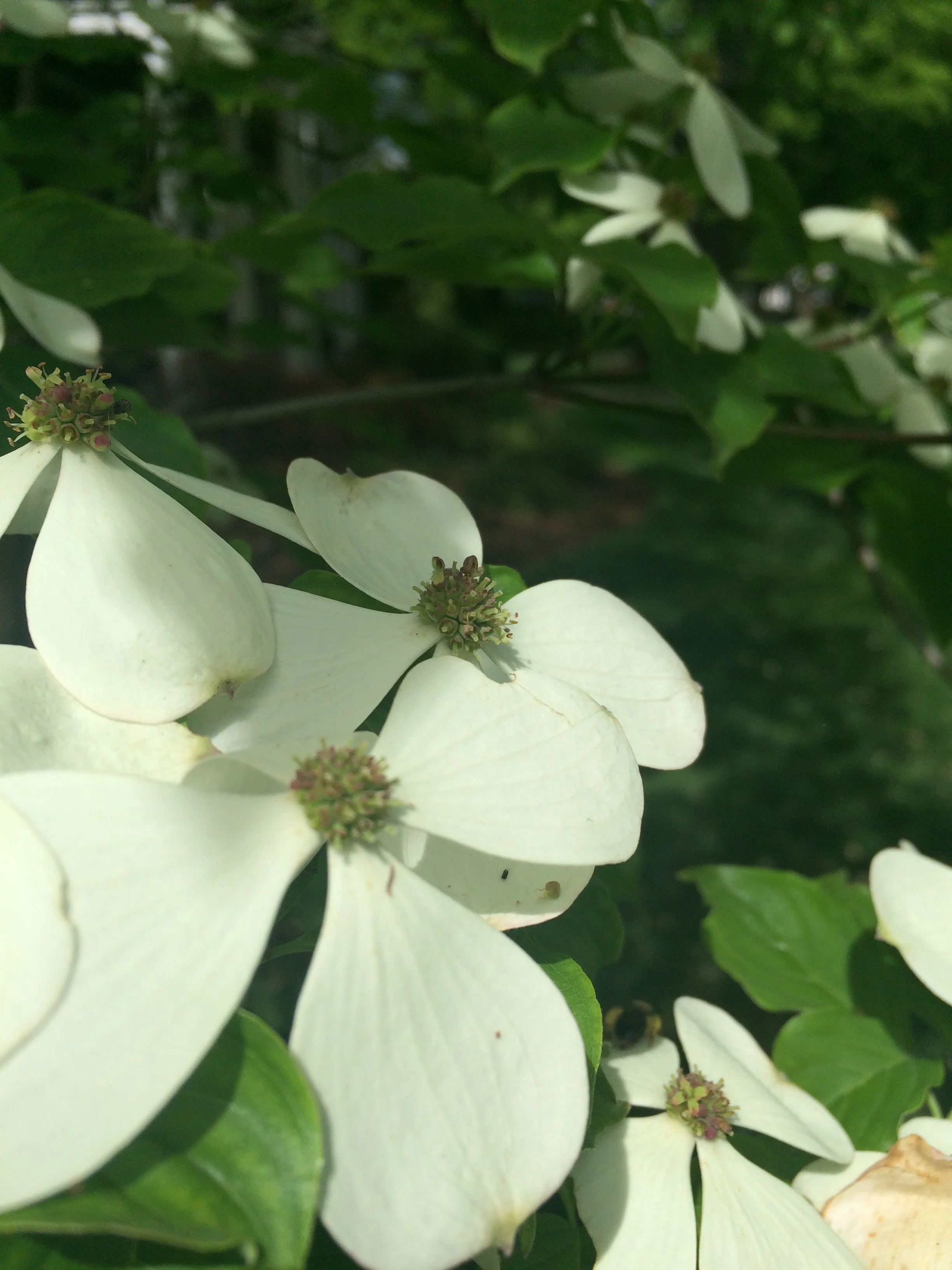 The Truth about Charleston