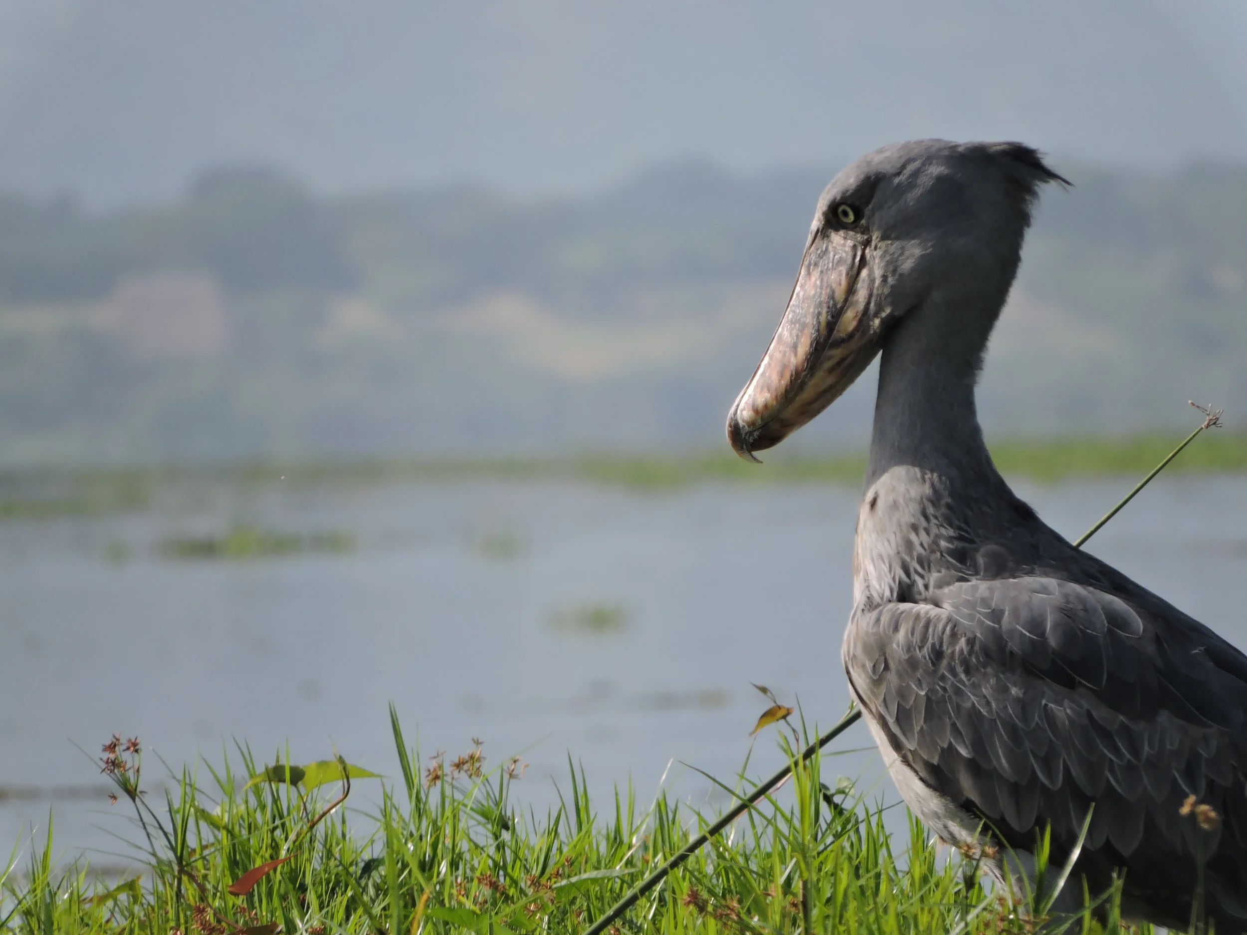 awesomeshoebill.JPG