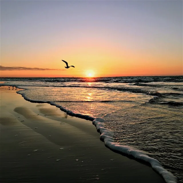 Sunrise bird.jpeg