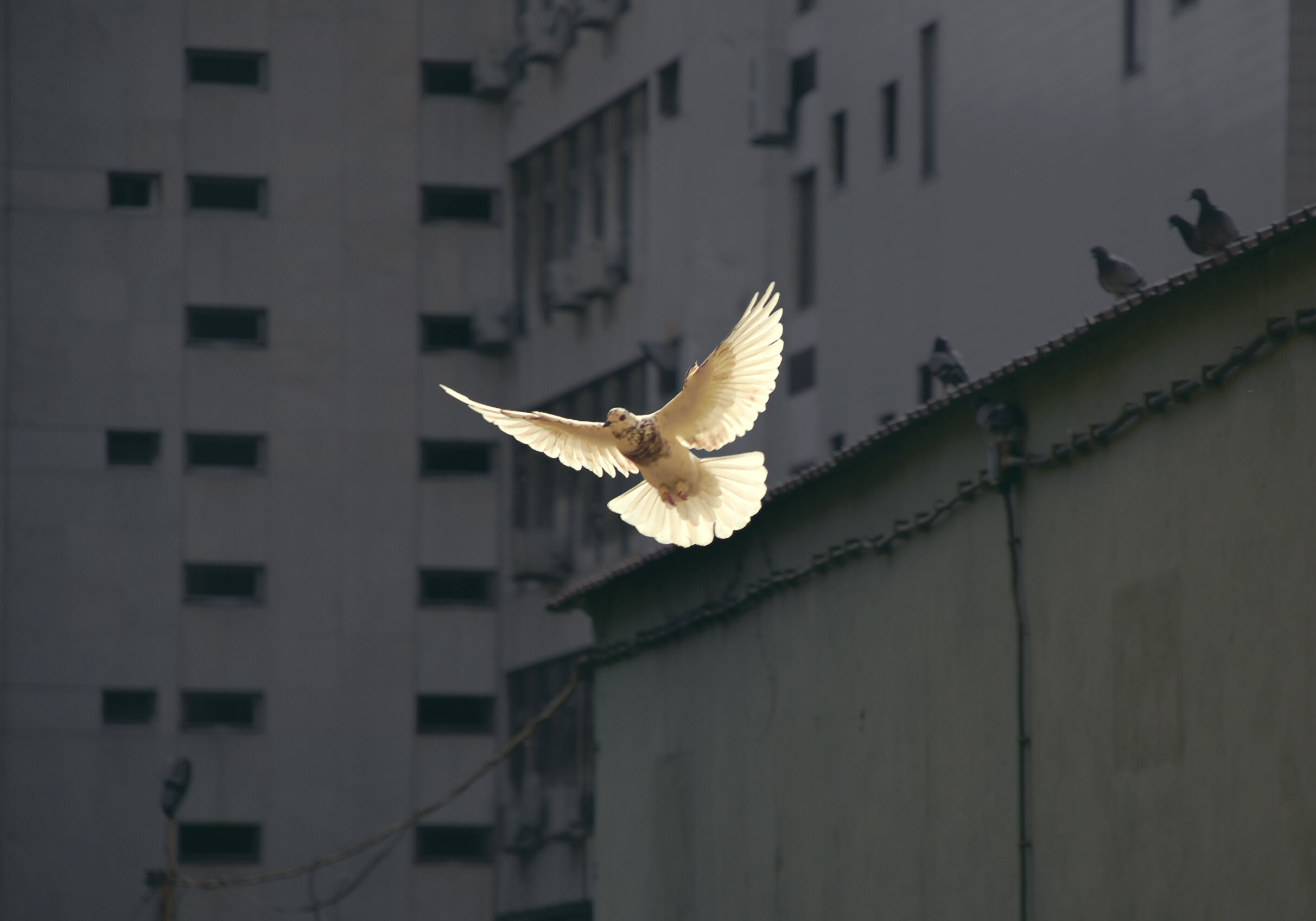 Who is the Holy Spirit? | Acts 2:1-13