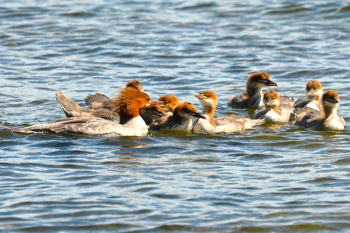 A family of common mergansers along the shore. Mama is trying to keep order with a rowdy group of youngsters. Michael Kalin