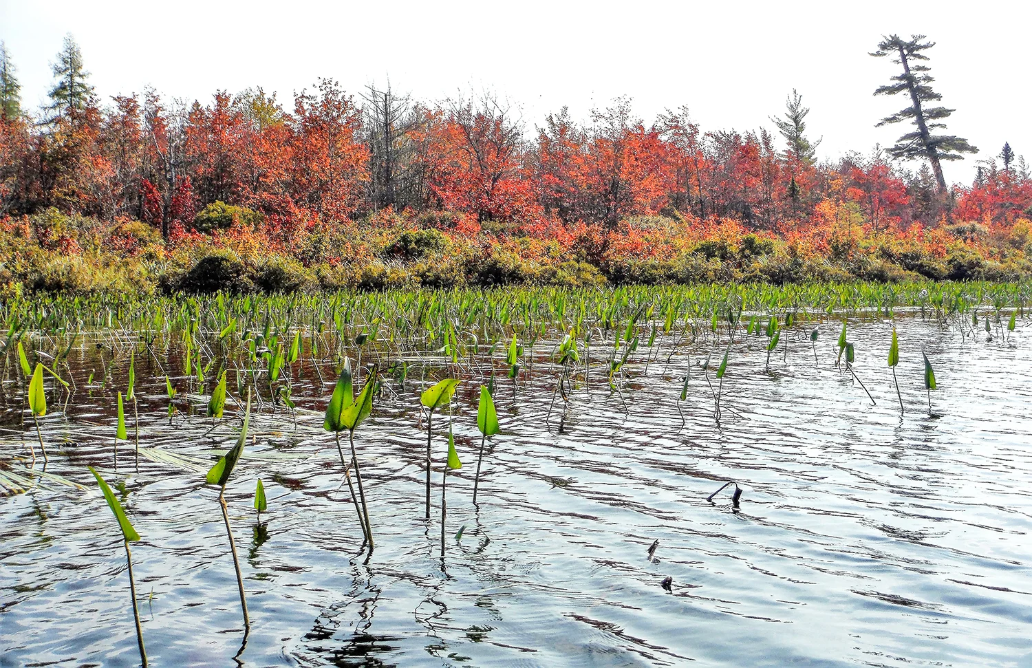 Red maples flank the channel between Little Tupper Lake and Round Lake. Rich Macha