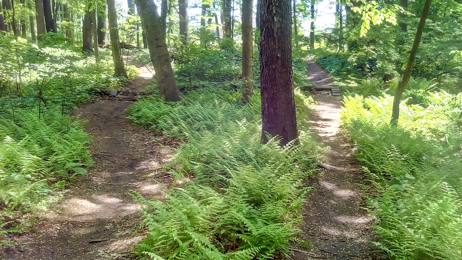 2018-06-mtn-biking-01.jpg