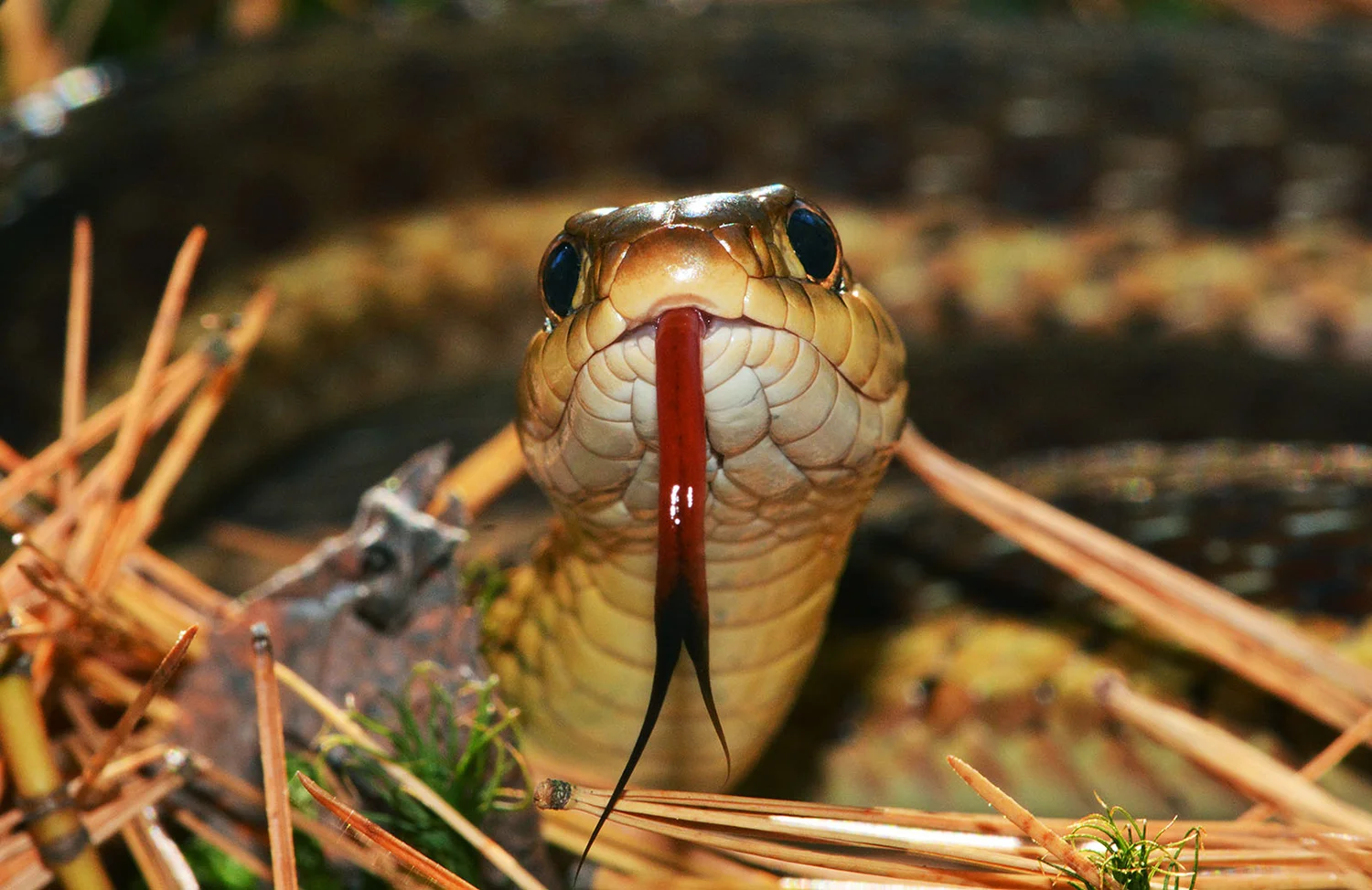 Trailside snake encounter. Dave Kraus/ krausgrafik.com