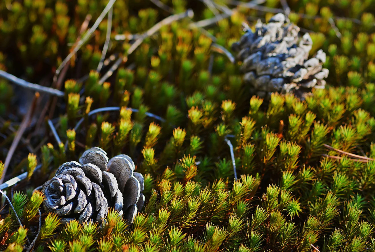 Ground cover along the trail. Dave Kraus/ krausgrafik.com