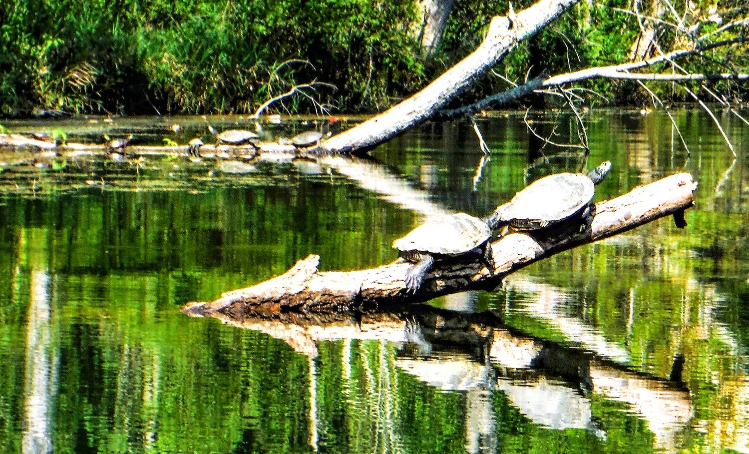 Turtles on Kayaderosseras Creek. Rich Macha