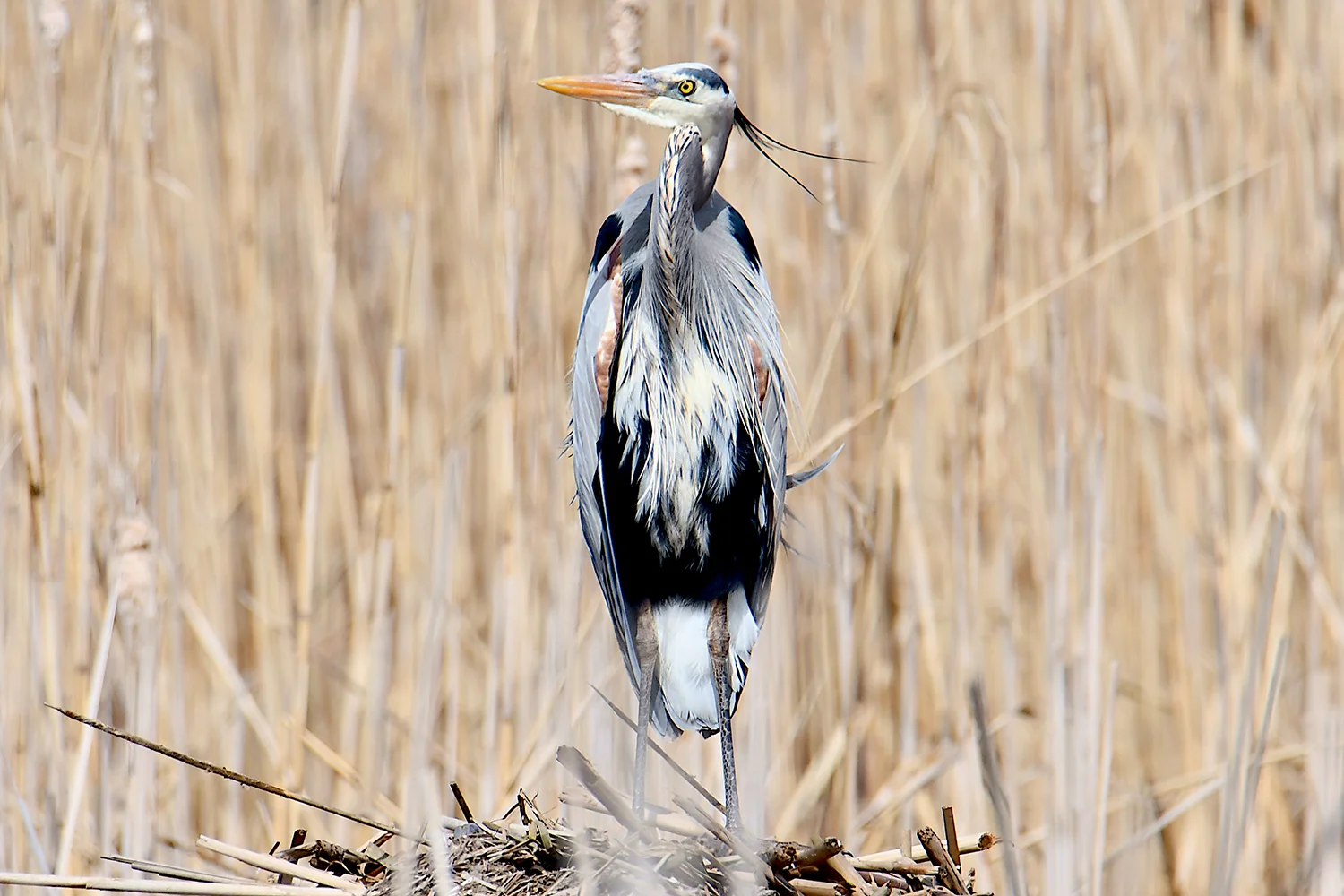A great blue heron in full breeding plumage, standing on a muskrat lodge. Michael Kalin
