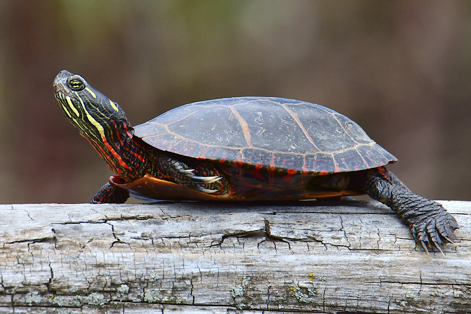 Many painted turtles were sunning on logs along the shore. Michael Kalin