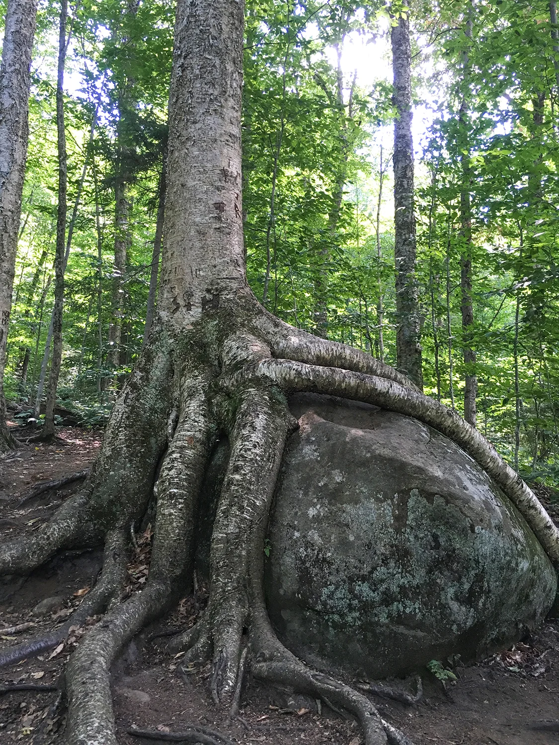 Rock tree with roots growing around a boulder. Tom O’Grady