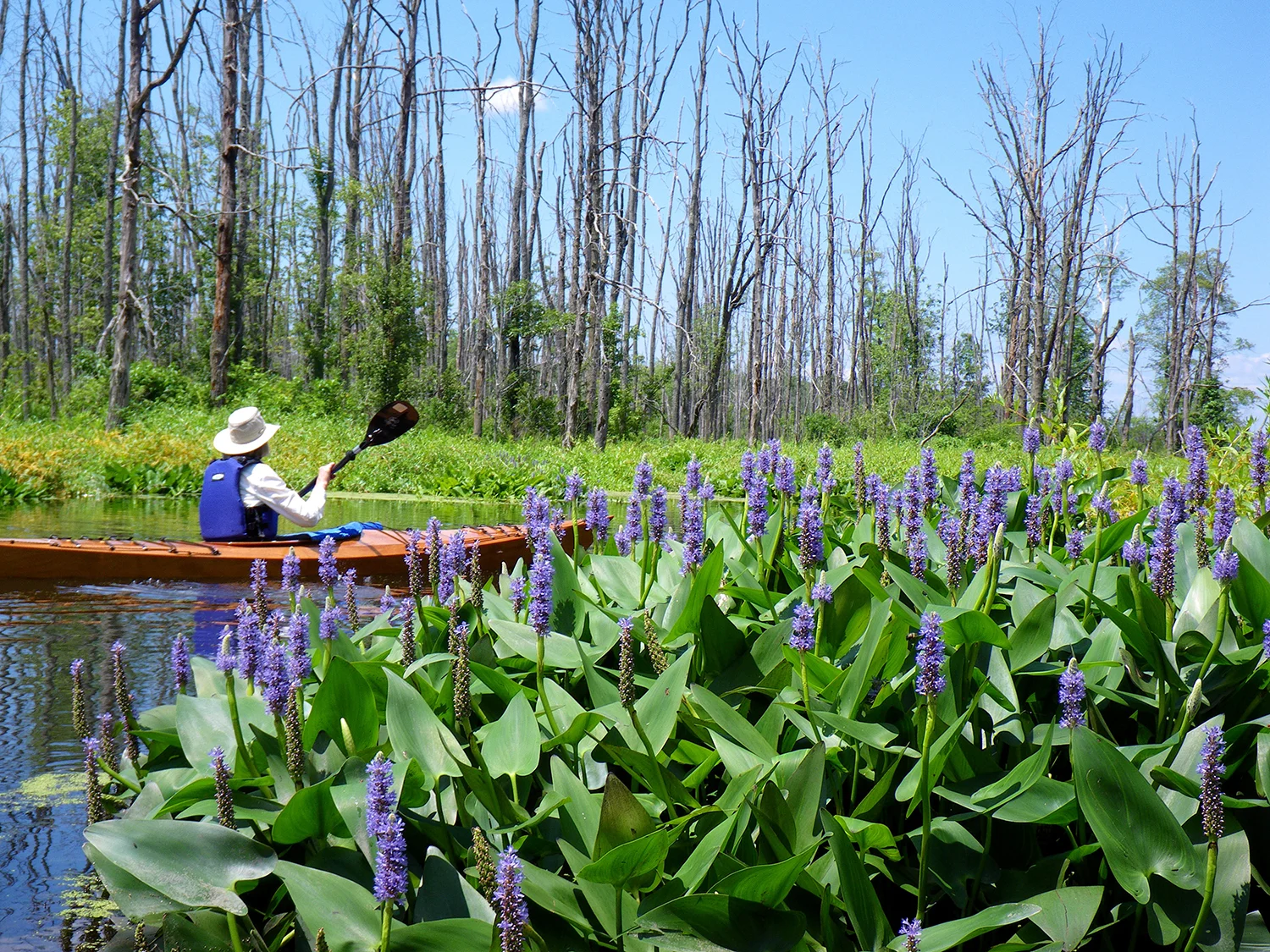 Pickerel weed along the Anthony Kill with Char Mapes paddling. Alan Mapes
