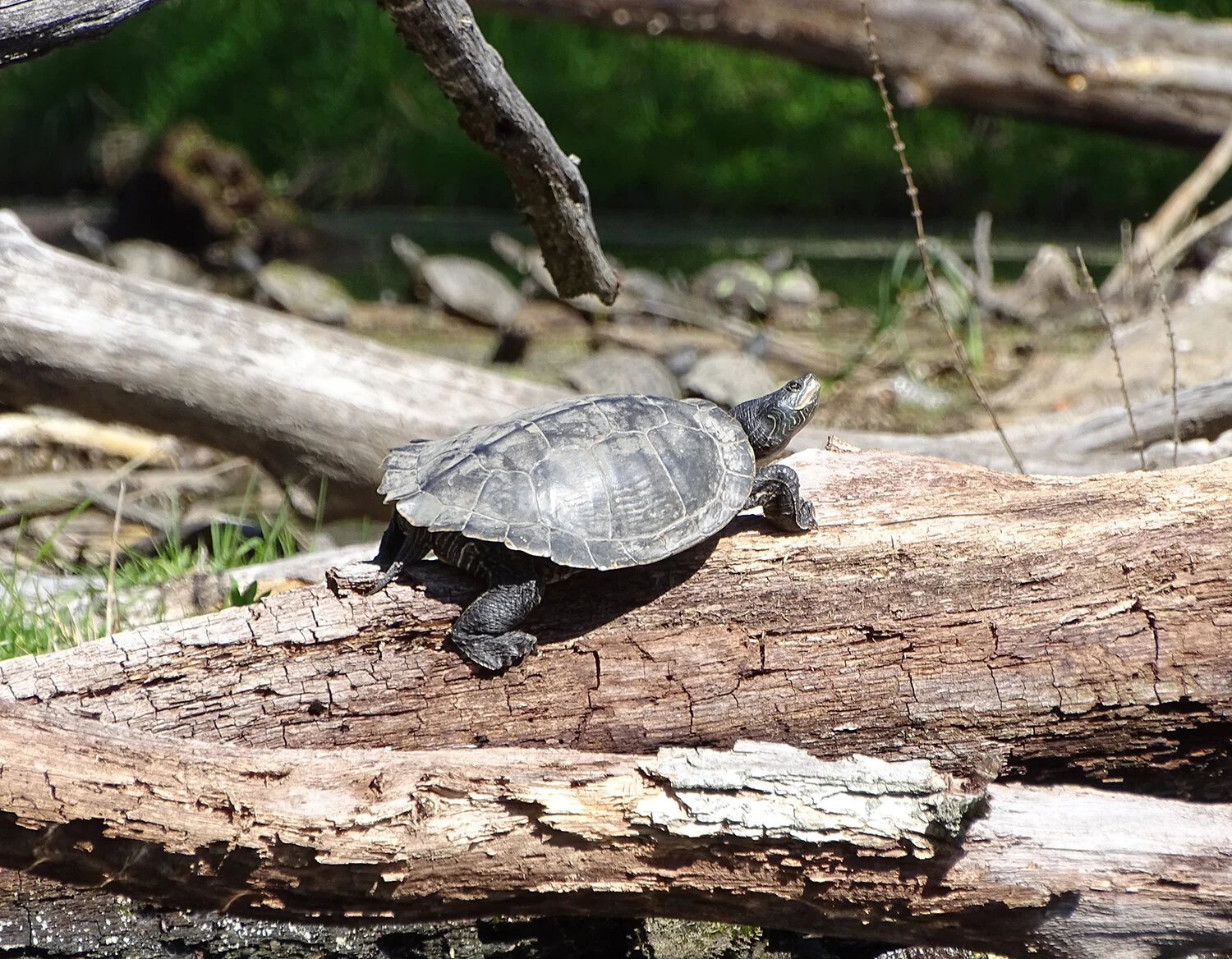 A map turtle suns itself on a long jam along the Kayaderosseras Creek. Alan Mapes