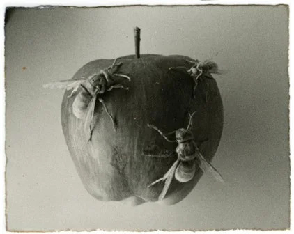 “A BOX OF KU,” Masao Yamamoto. More info .