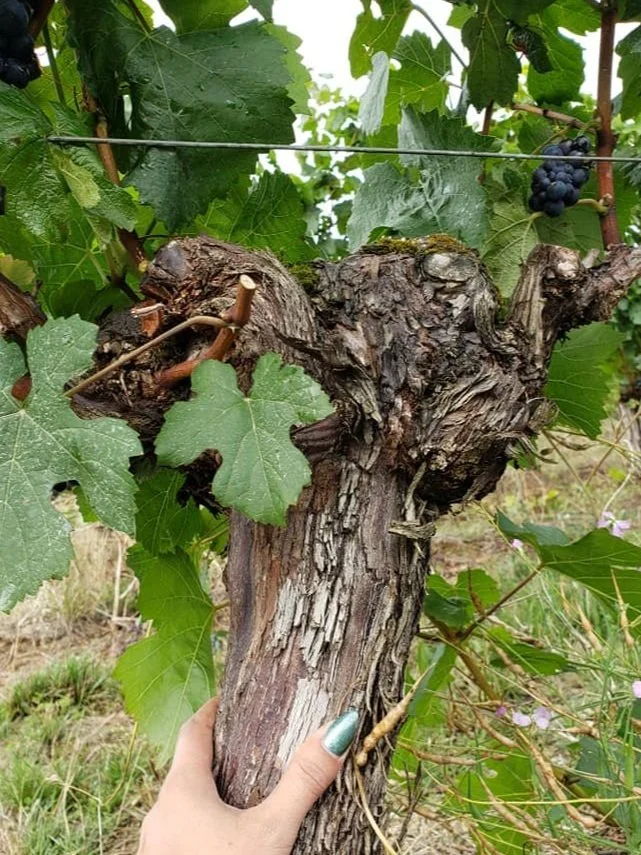 William Marie Wines