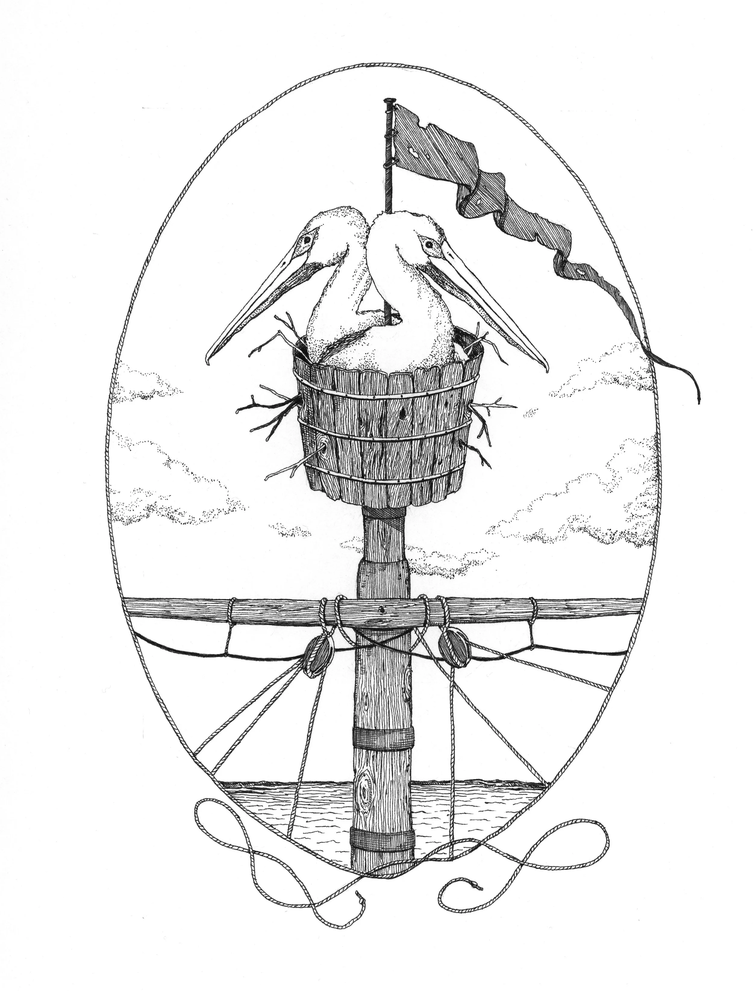 Pelicans in the Ship's Crows Nest