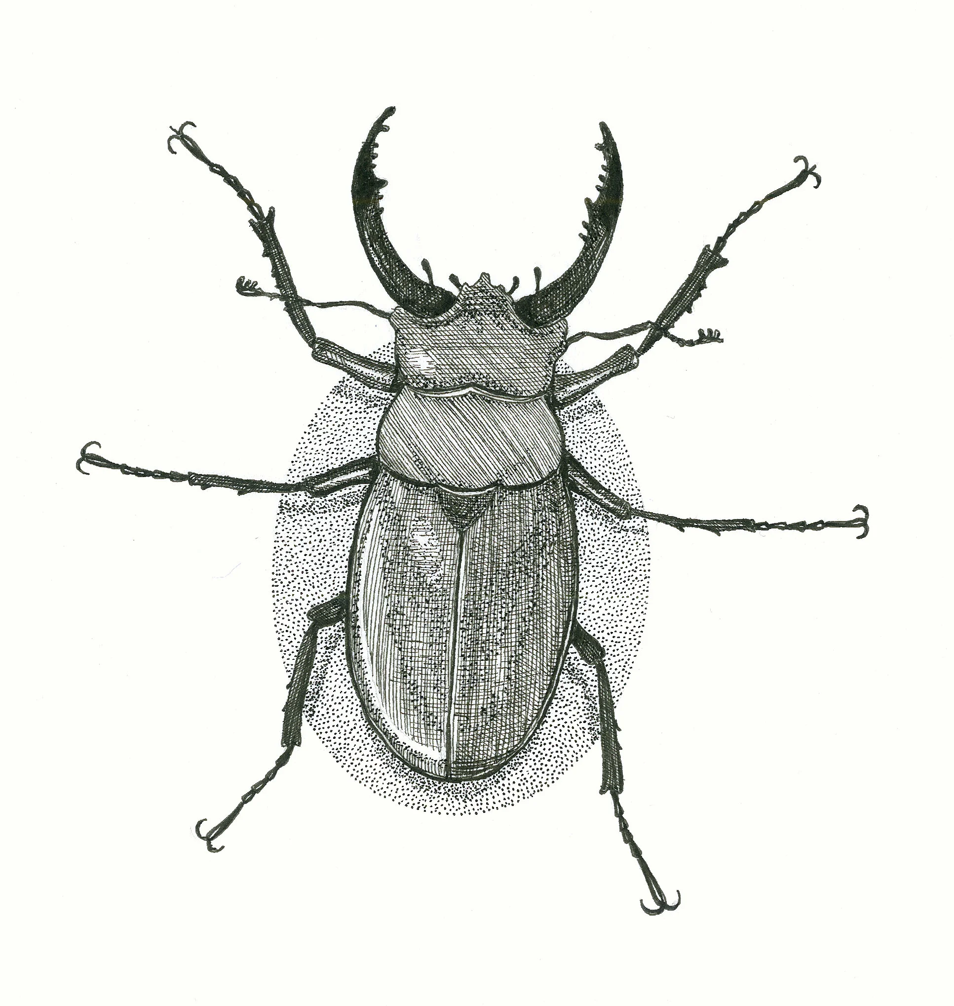stagbeetle.jpg
