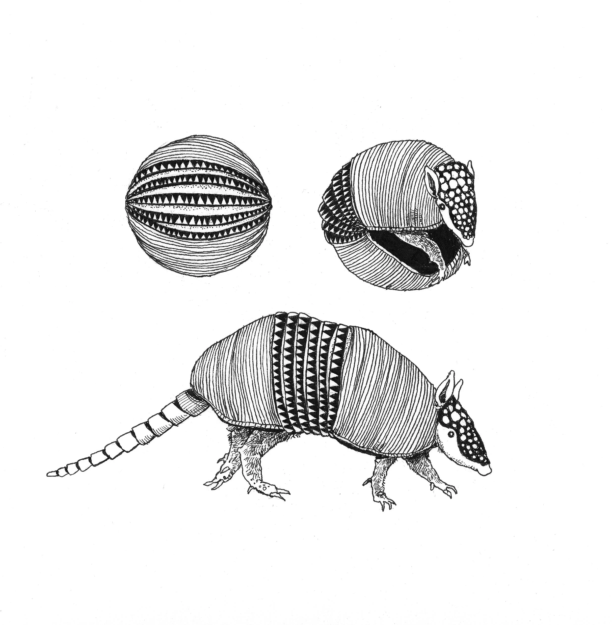 armadillo.jpg