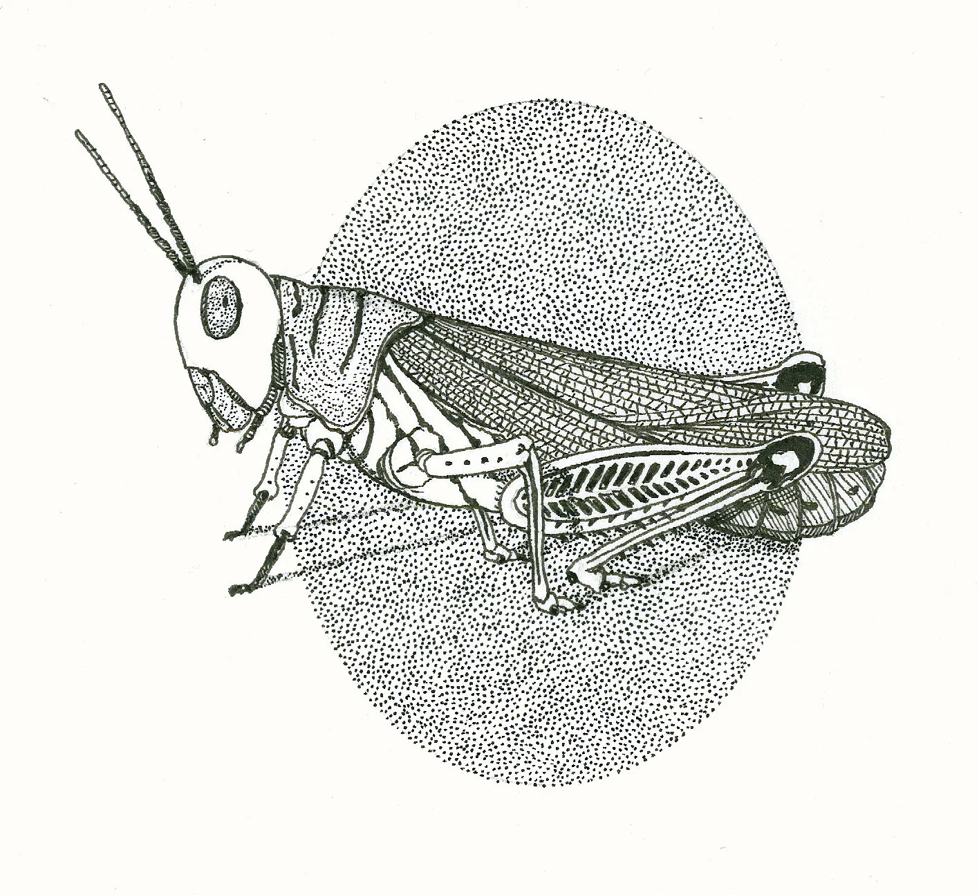 grasshopper.jpg