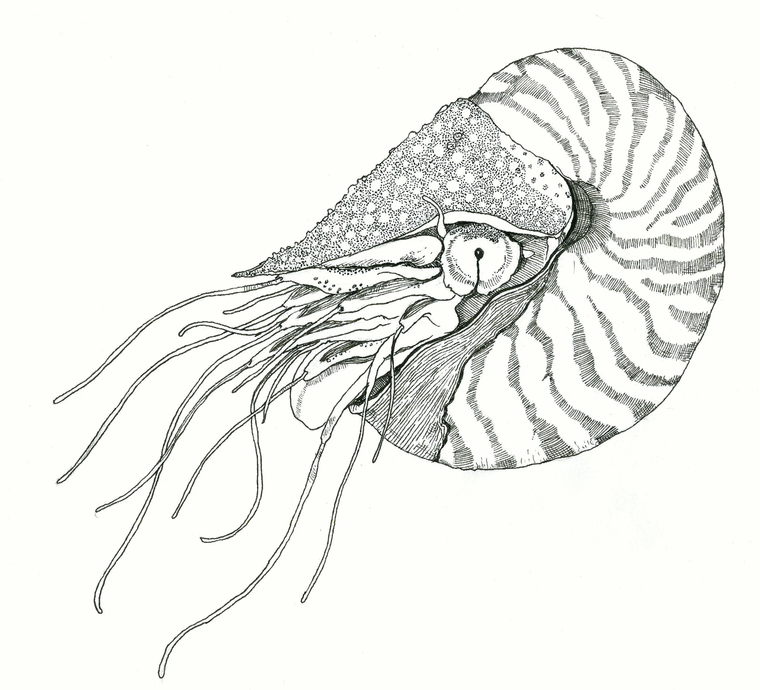 nautilus.jpg