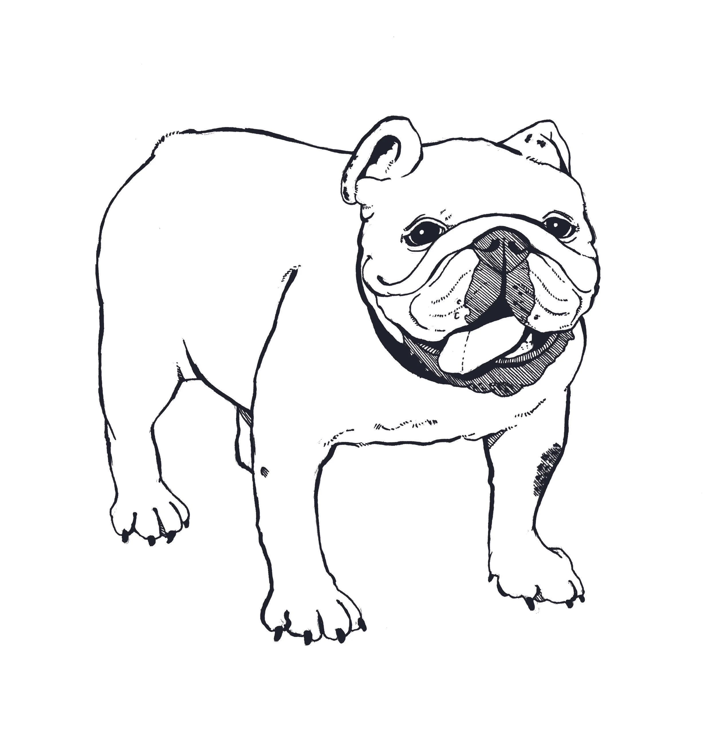 bulldog2.jpg