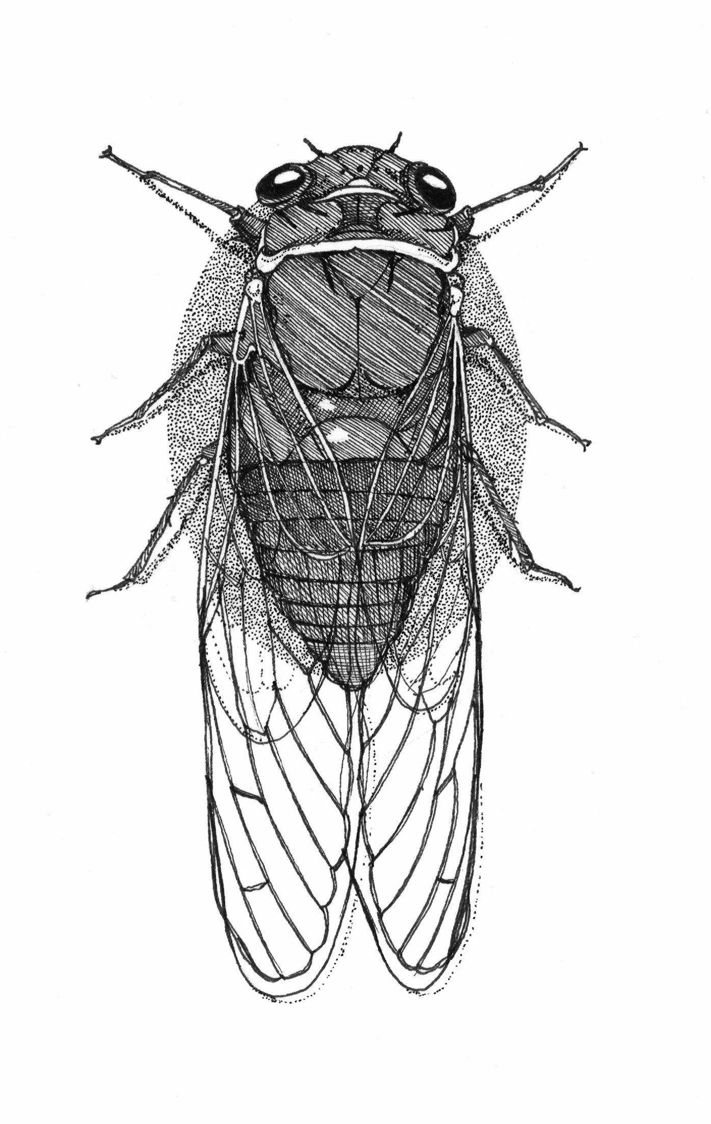 cicada.jpg