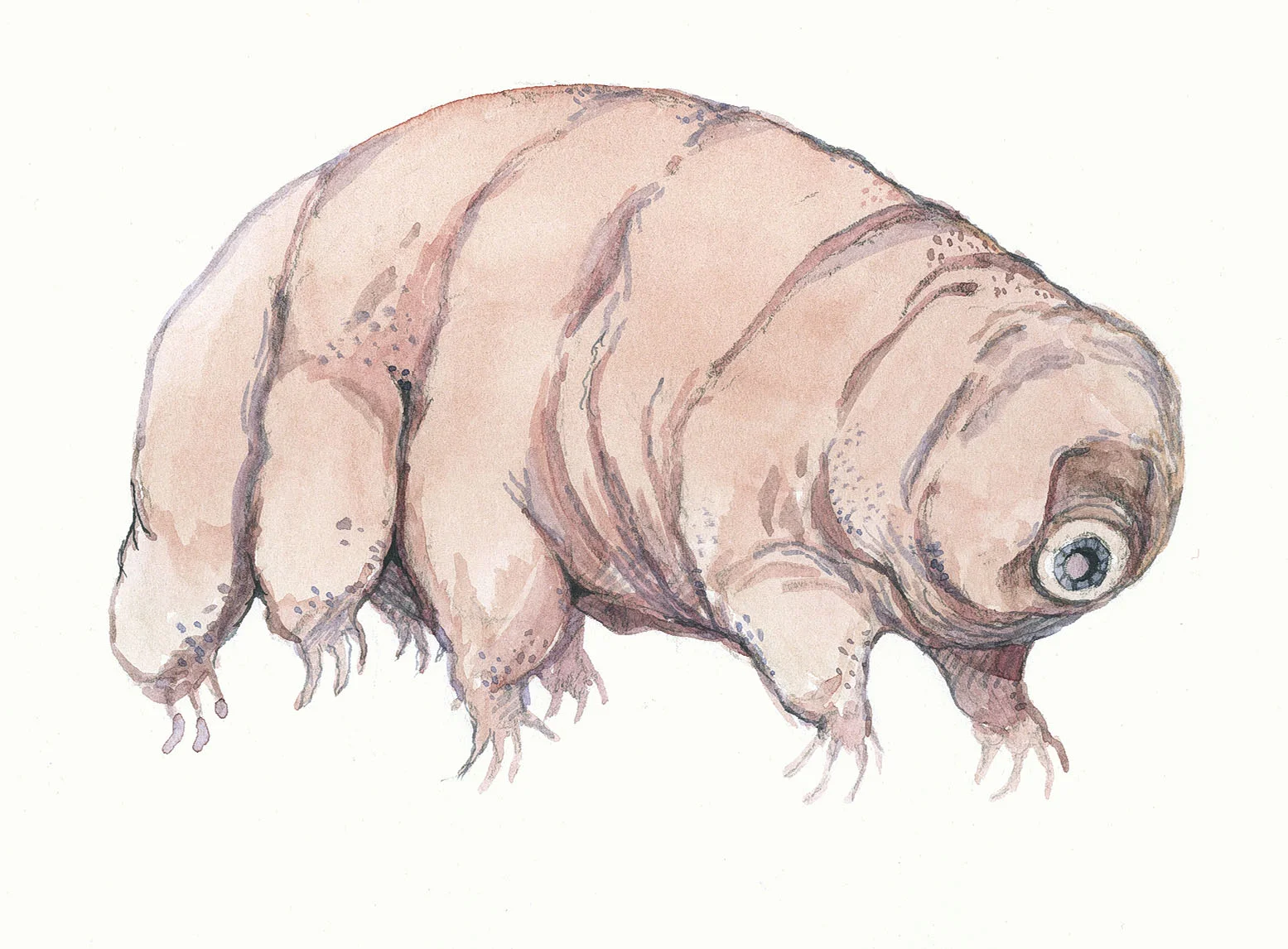 waterbear.jpg