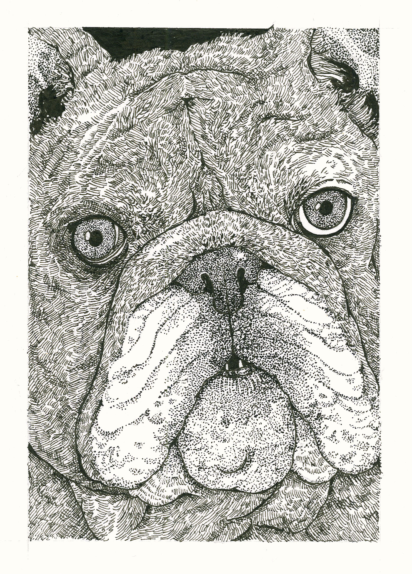 bulldog.png