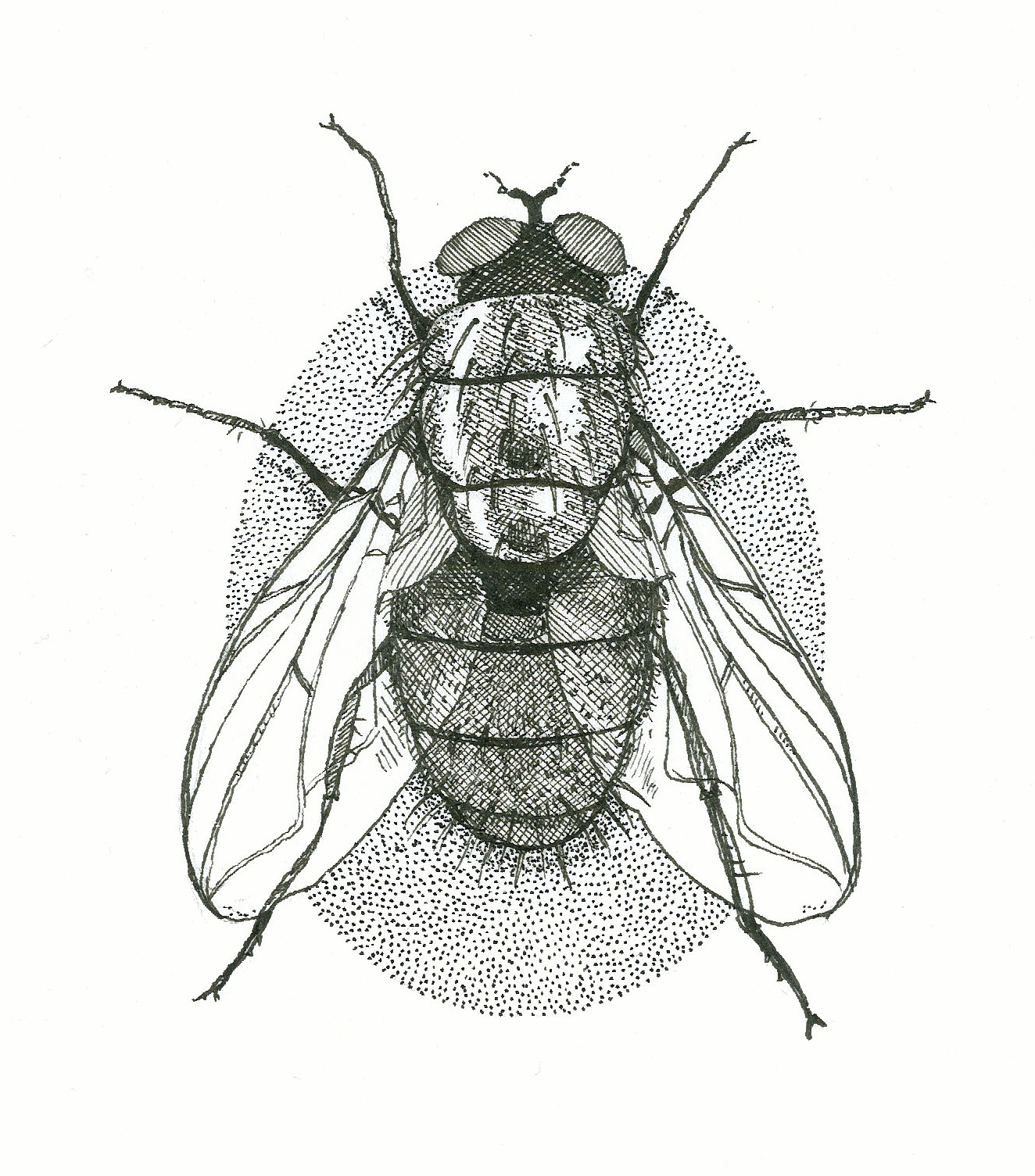 fly.png