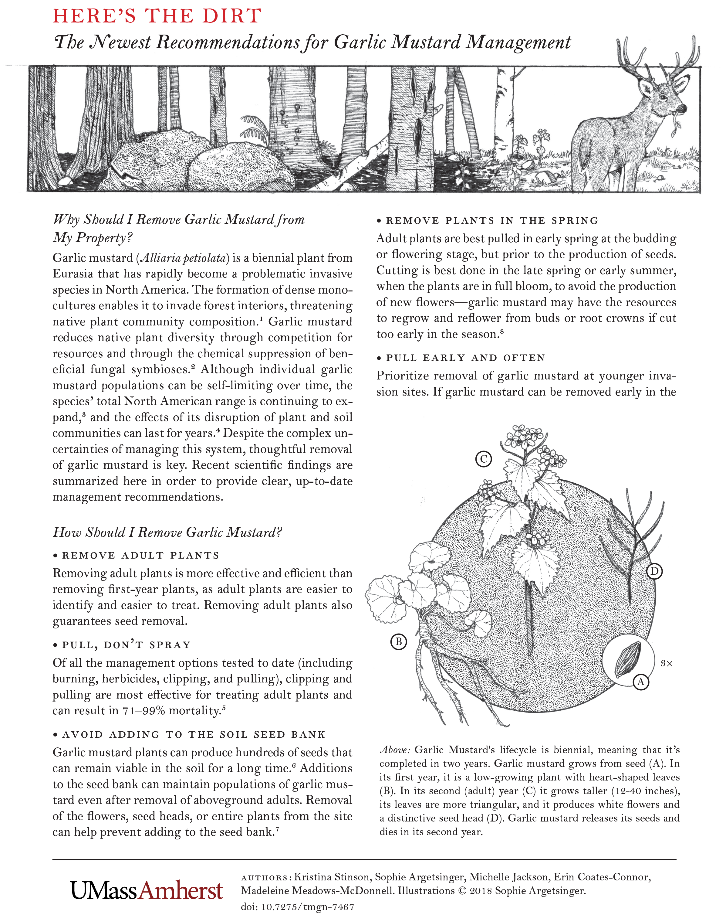 garlic mustard13-1.png