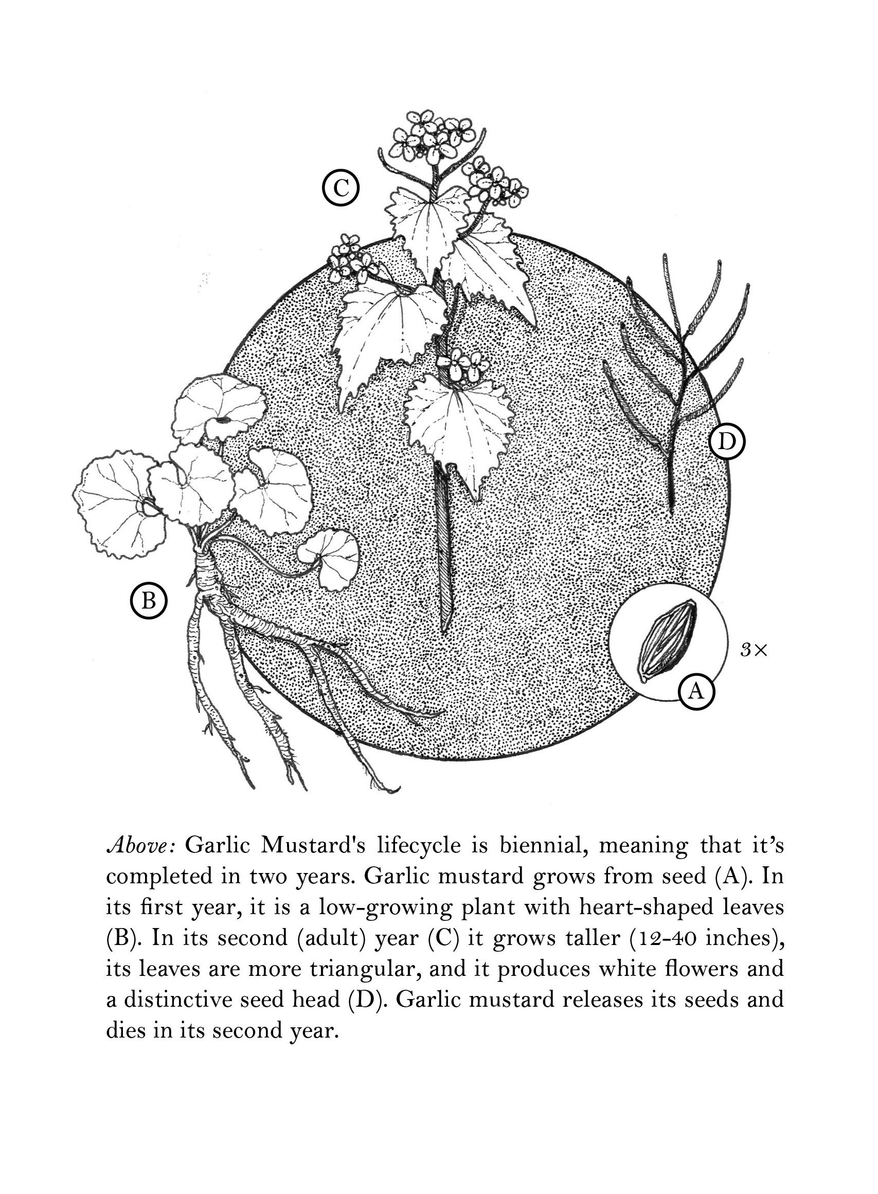 garlicmustard_caption.png